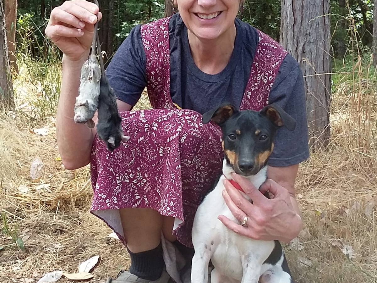 Training a Rat Terrier to Hunt: A novice’s approach that worked